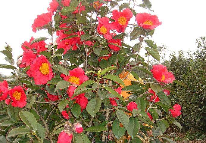 Camellia chekiangoleosa seed